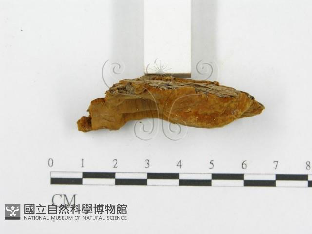 木層孔菌屬藏品圖，第4張