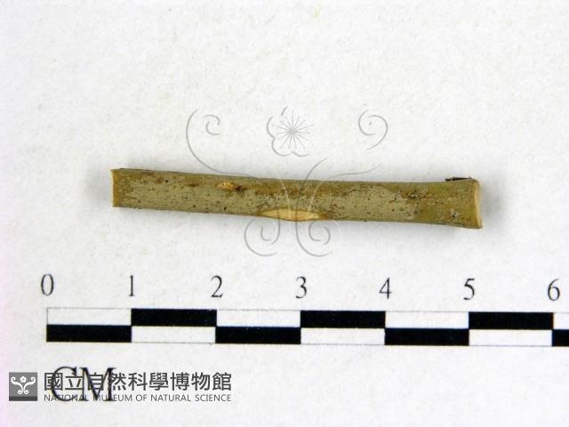 登錄號:F0011520藏品圖，第4張
