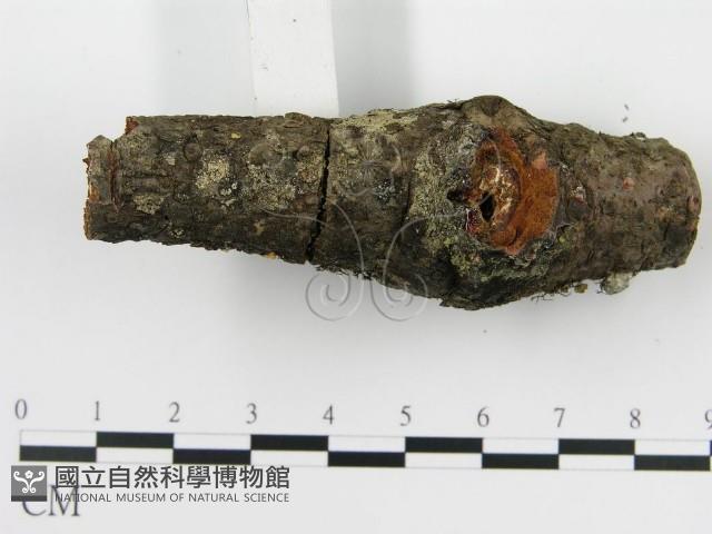 盤革菌屬藏品圖，第4張