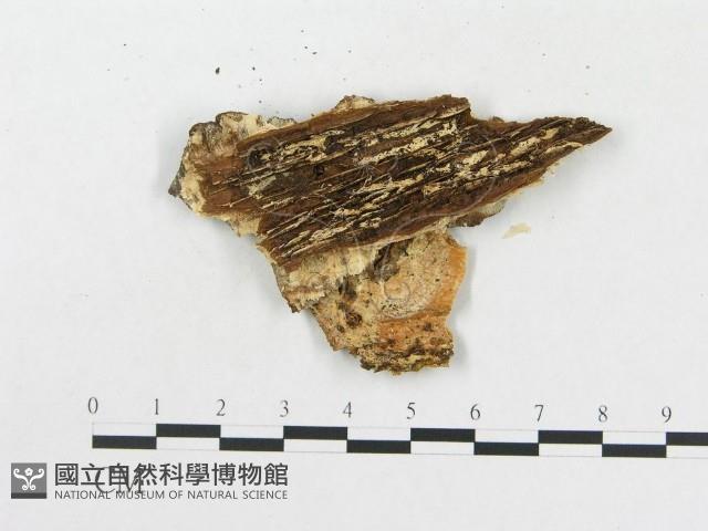 登錄號:F0014120藏品圖，第4張