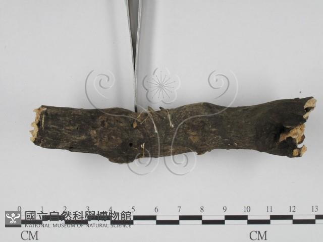 炭角菌屬藏品圖，第4張