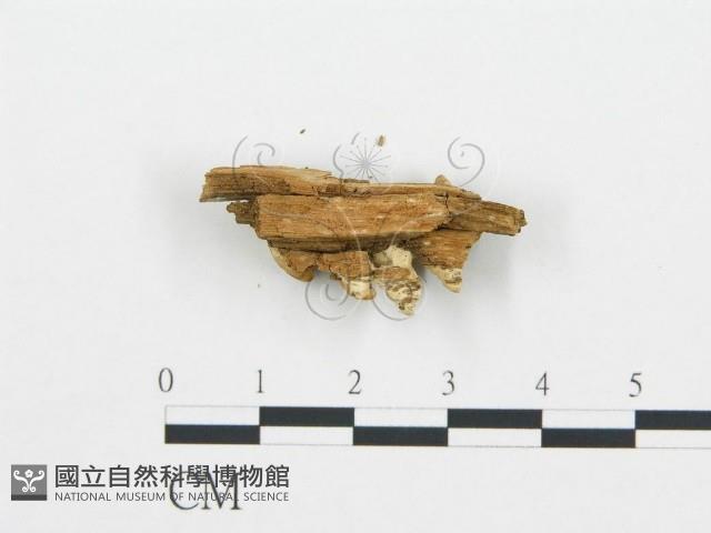 登錄號:F0006020藏品圖，第4張