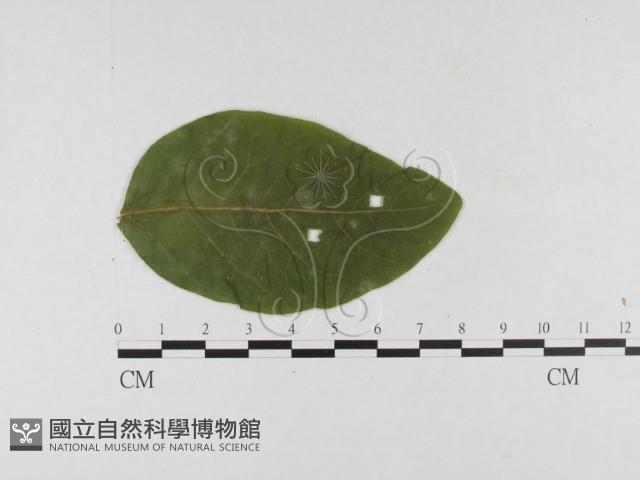 登錄號:F0026320藏品圖，第4張