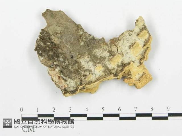 登錄號:F0017320藏品圖，第4張