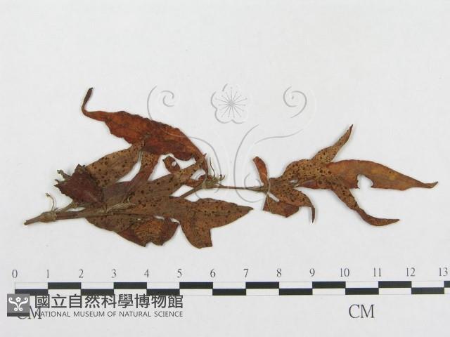 登錄號:F0019320藏品圖，第4張