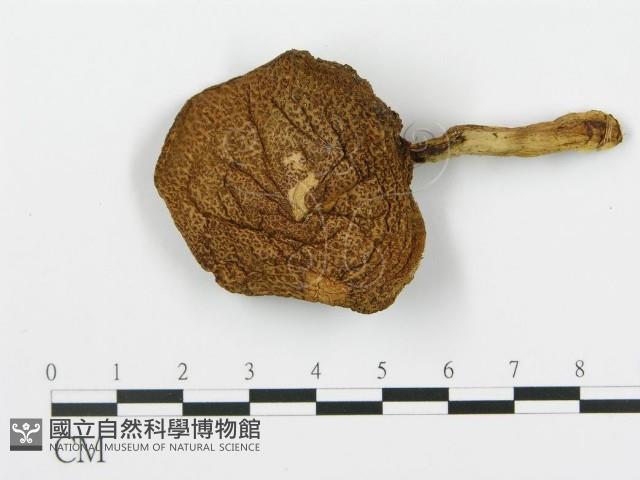 登錄號:F0003320藏品圖，第4張