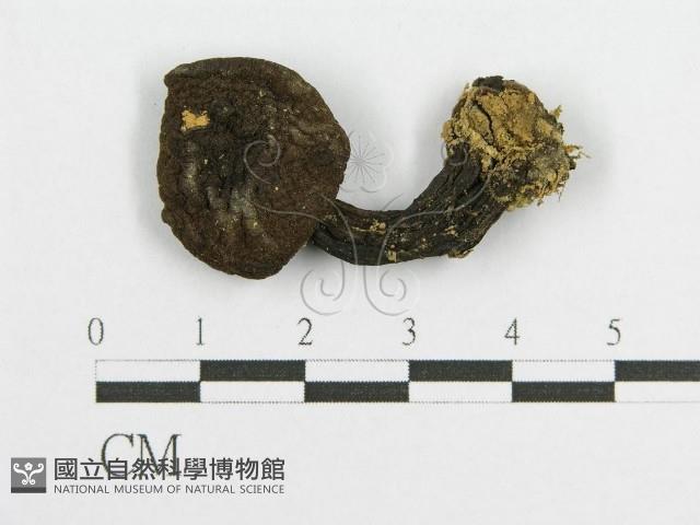 登錄號:F0011200藏品圖，第4張