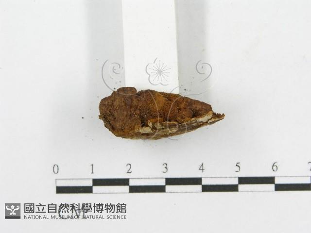 木層孔菌屬藏品圖，第4張