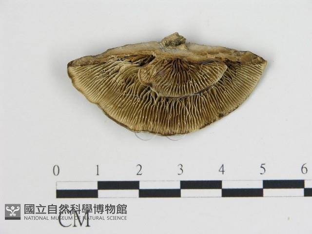 登錄號:F0019800藏品圖，第4張