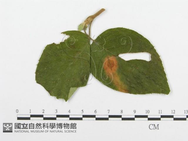 登錄號:F0018900藏品圖，第4張