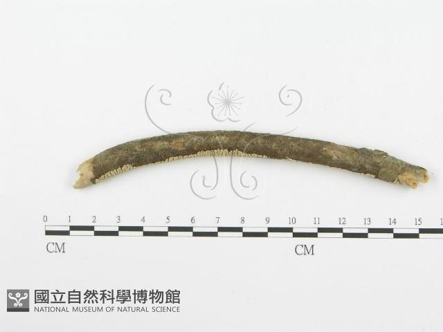 登錄號:F0001600藏品圖，第4張