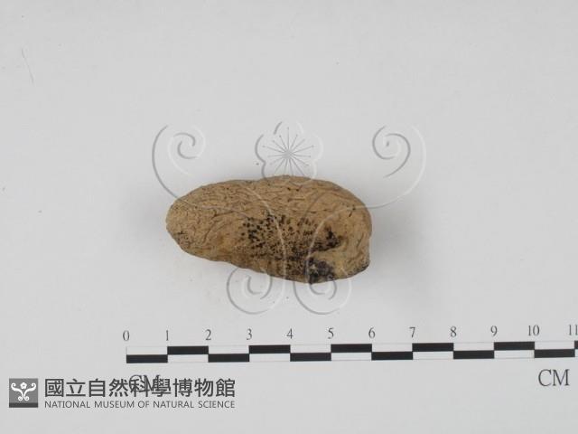 登錄號:F0002600藏品圖，第4張