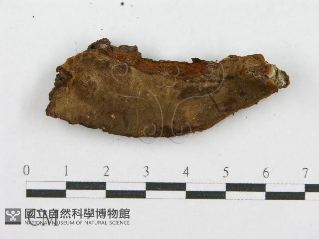登錄號:F0017600藏品圖，第4張