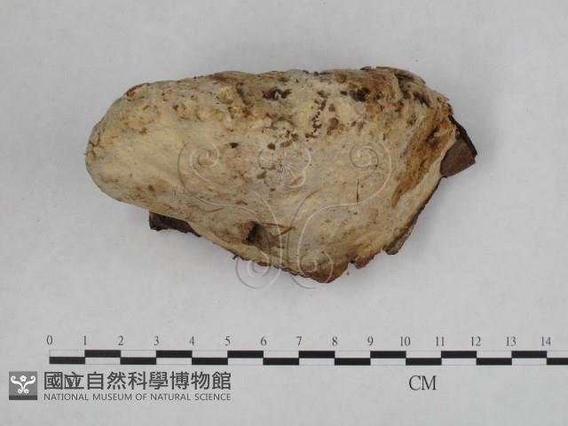 登錄號:F0005600藏品圖，第4張