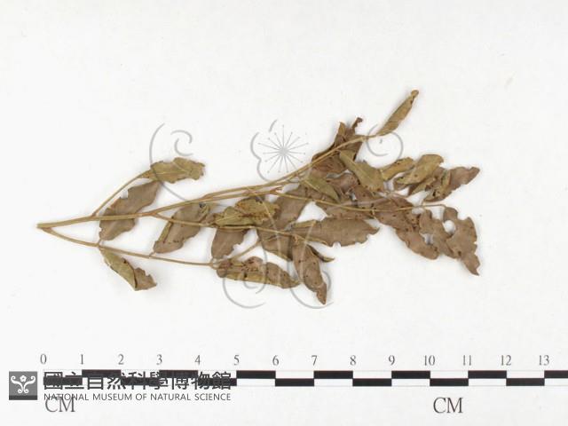 登錄號:F0026400藏品圖，第4張