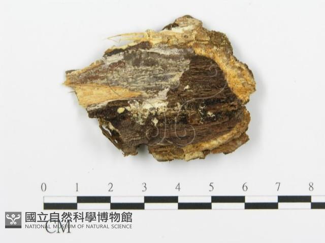 煙管菌藏品圖，第4張