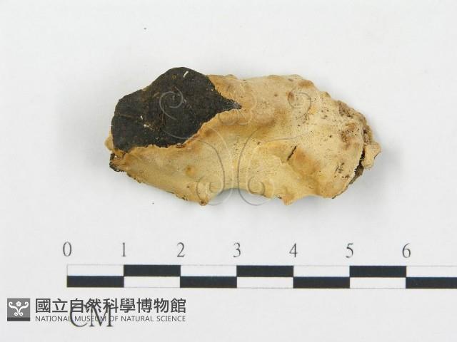 登錄號:F0017400藏品圖，第4張