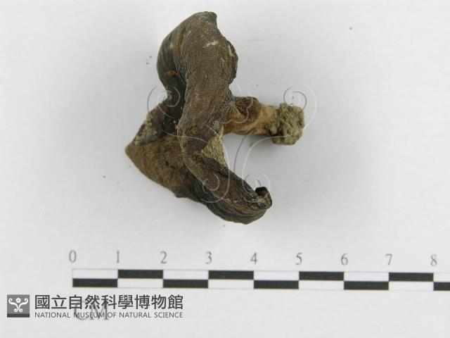 登錄號:F0003400藏品圖，第4張