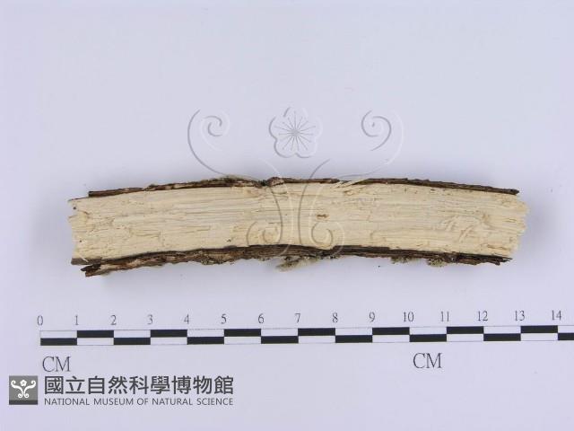 登錄號:F0018700藏品圖，第4張