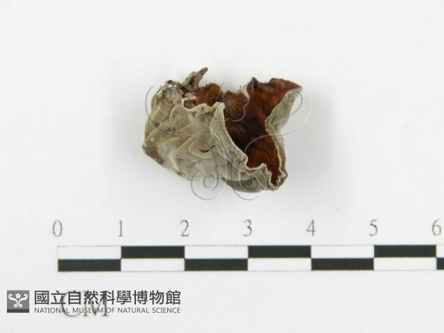 毛木耳藏品圖，第4張