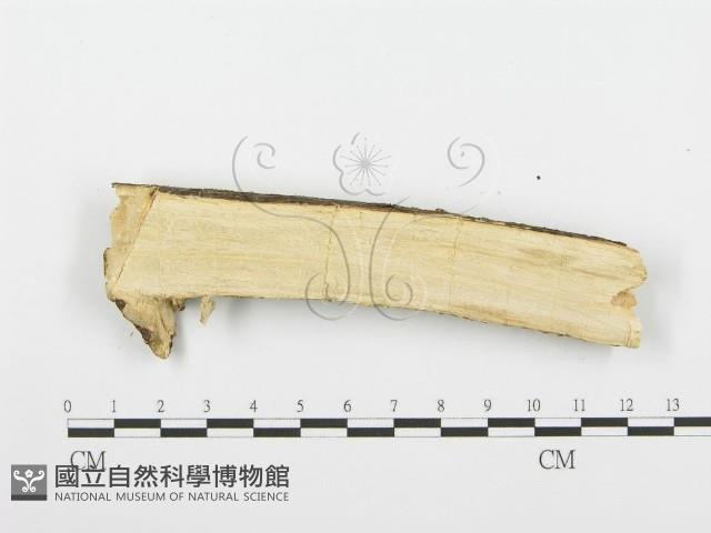 登錄號:F0001500藏品圖，第4張
