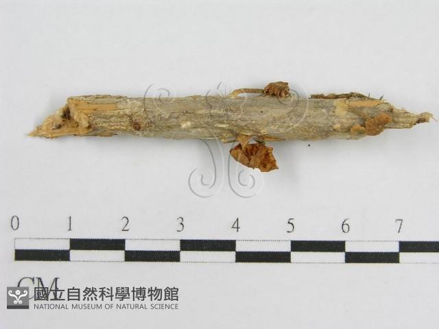 微皮傘屬藏品圖，第4張