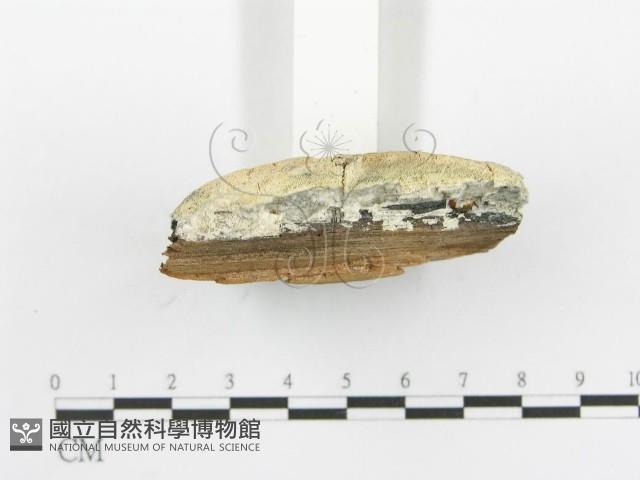 登錄號:F0006100藏品圖，第4張