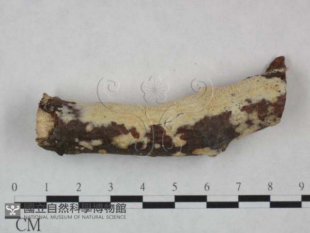 登錄號:F0022100藏品圖，第4張