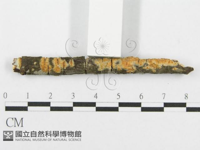 筍殼菌屬藏品圖，第4張