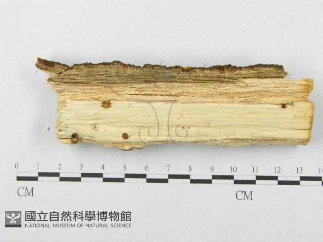 登錄號:F0010000藏品圖，第4張