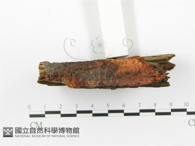 登錄號:F0014000藏品圖，第4張