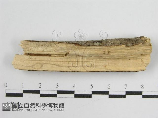 登錄號:F0012000藏品圖，第4張
