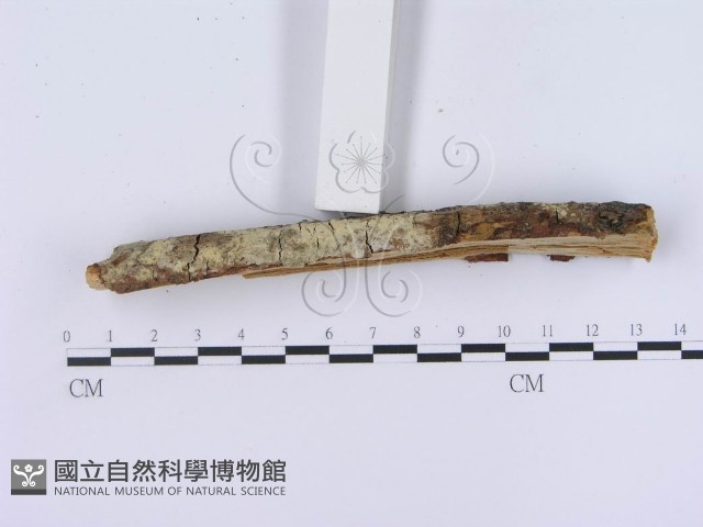 登錄號:F0003000藏品圖，第4張