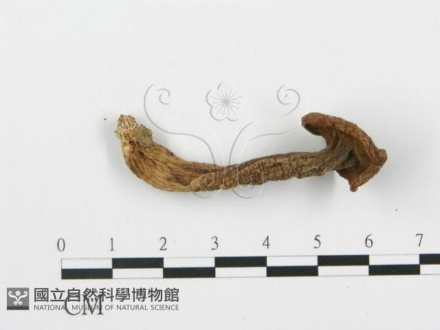 登錄號:F0013000藏品圖，第4張