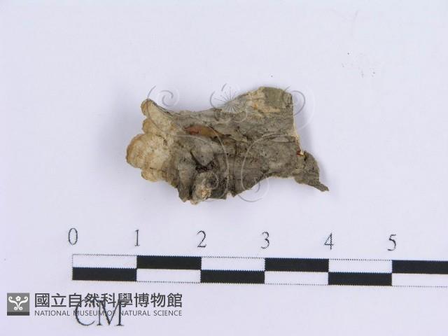 登錄號:F0007300藏品圖，第4張