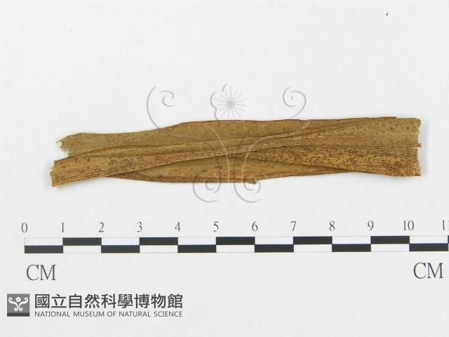 登錄號:F0019300藏品圖，第4張