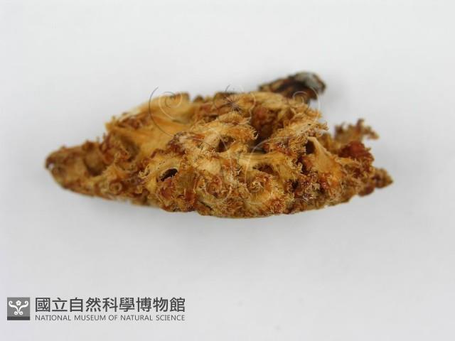 登錄號:F0008210藏品圖，第4張