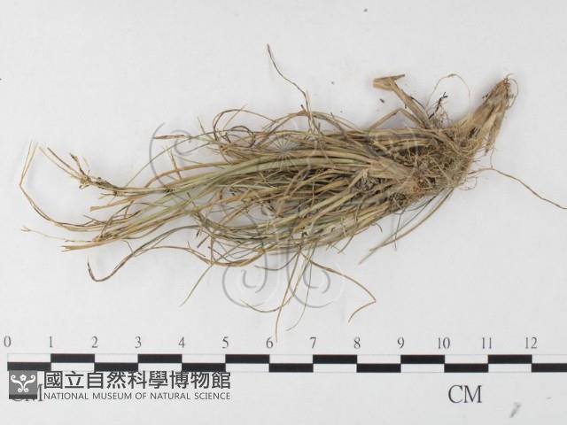 登錄號:F0026210藏品圖，第4張