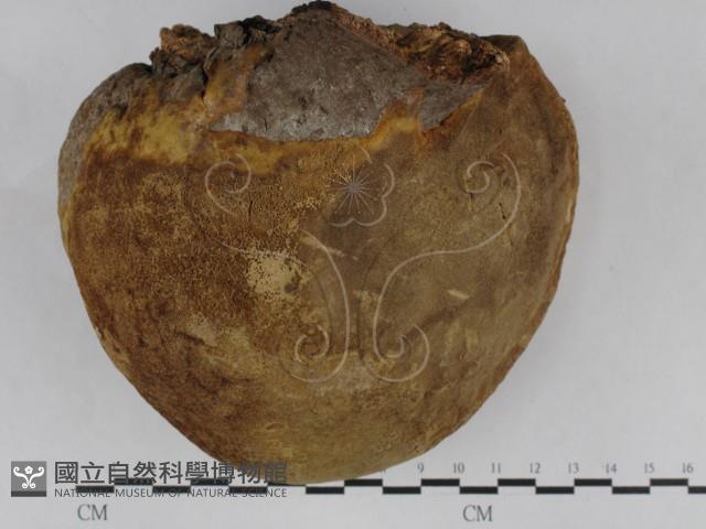 金邊纖孔菌藏品圖，第5張