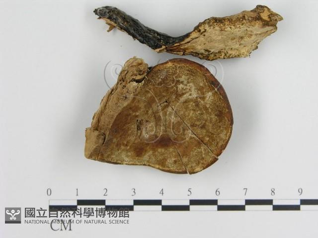 登錄號:F0018810藏品圖，第4張