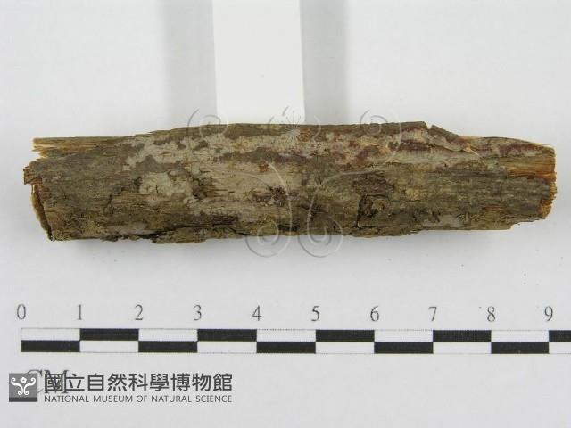 筍殼菌屬藏品圖，第4張
