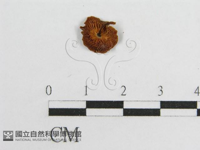 微皮傘屬藏品圖，第4張
