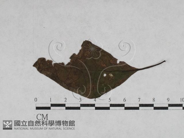 登錄號:F0027910藏品圖，第1張