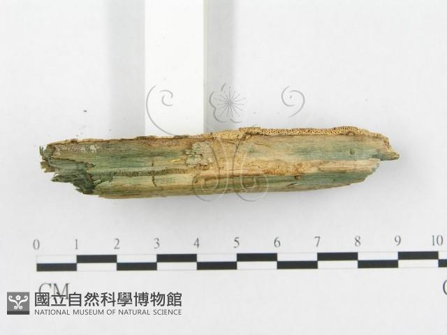 登錄號:F0005910藏品圖，第4張