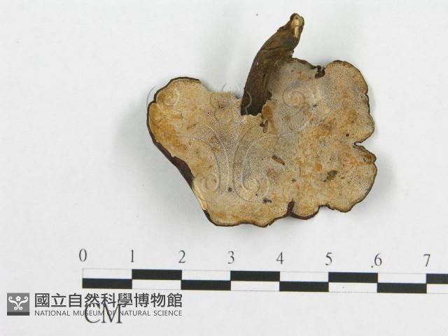 登錄號:F0019910藏品圖，第4張