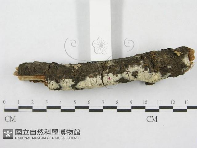 絲皮菌屬藏品圖，第4張