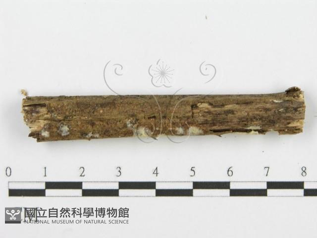 登錄號:F0001610藏品圖，第4張