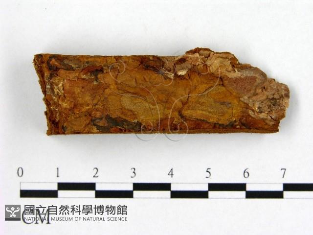 登錄號:F0009610藏品圖，第4張