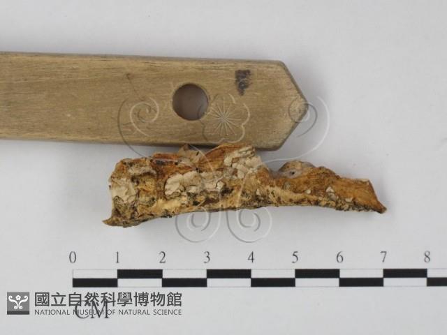 登錄號:F0023610藏品圖，第4張