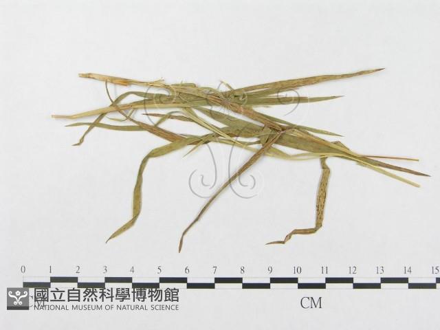 登錄號:F0011410藏品圖，第4張